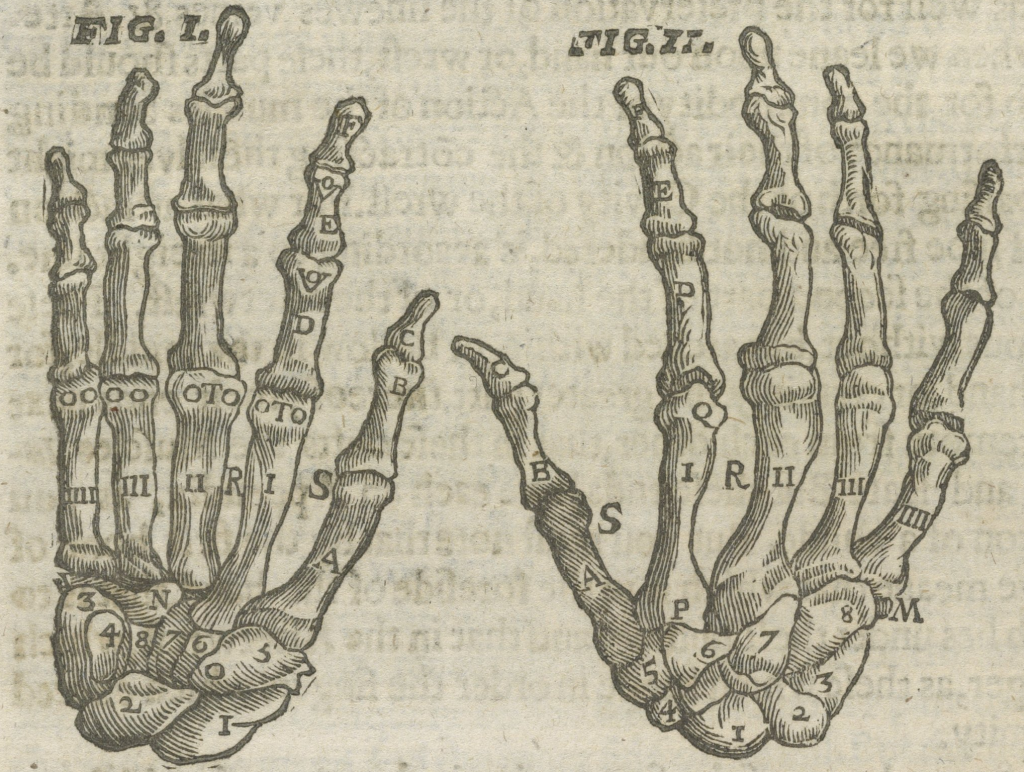 Illustration of the bones of the hand from Folger STC 19189.